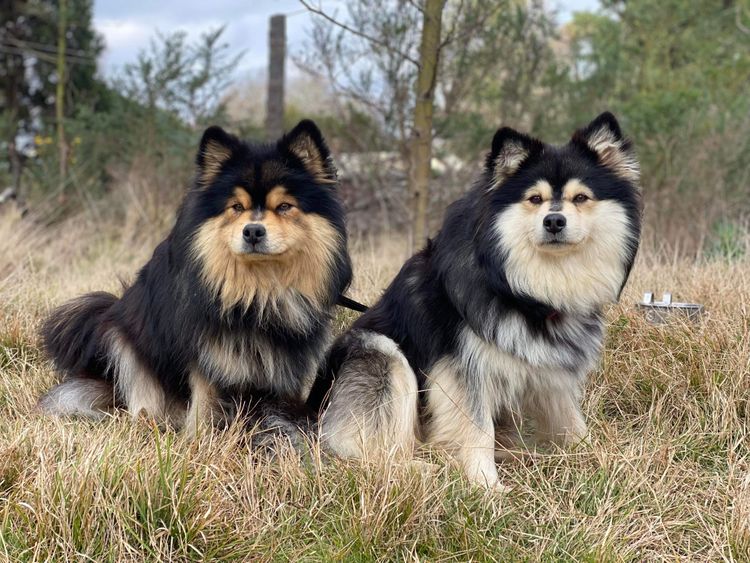 Orical Finnish Lapphunds