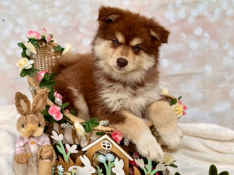 Orical Finnish Lapphunds