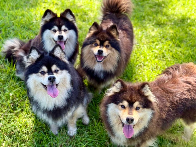 Orical Finnish Lapphunds