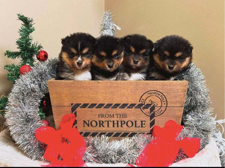 Orical Finnish Lapphunds