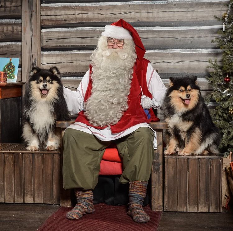 Orical Finnish Lapphunds