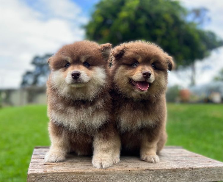 Orical Finnish Lapphunds