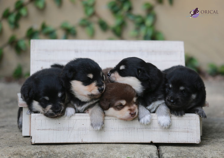 Orical Finnish Lapphunds