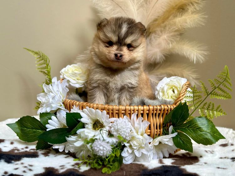 Orical Finnish Lapphunds