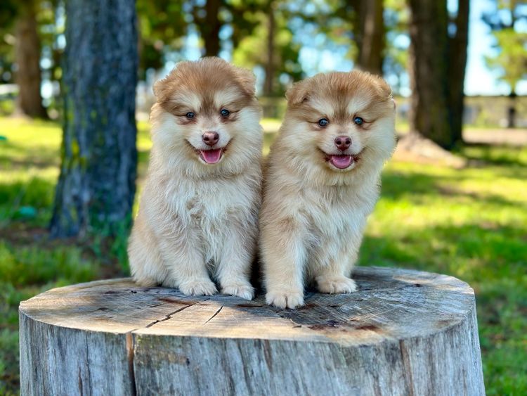 Orical Finnish Lapphunds