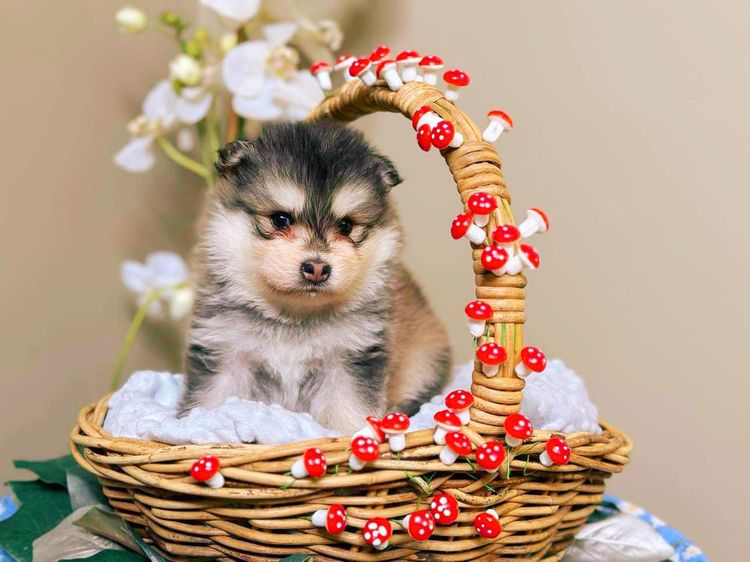 Orical Finnish Lapphunds