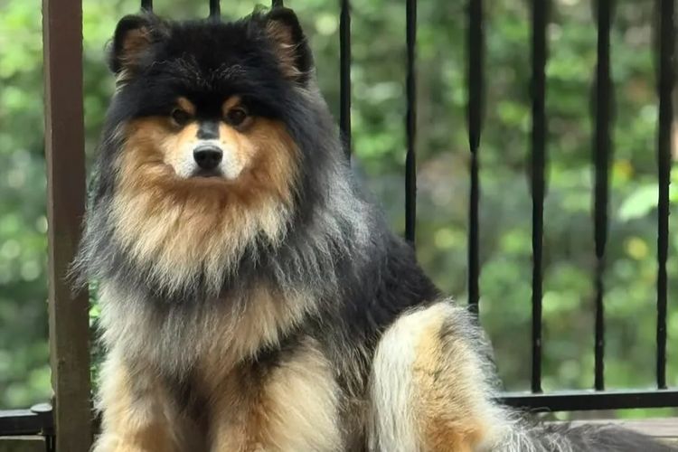 Orical Finnish Lapphunds