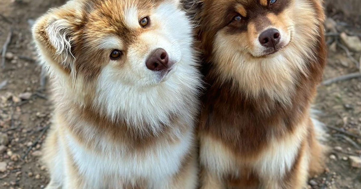 Is White Chocolate Safe For Finnish Lapphund Mixes
