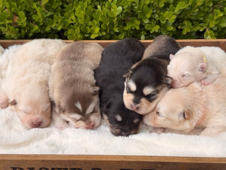 Orical Finnish Lapphunds