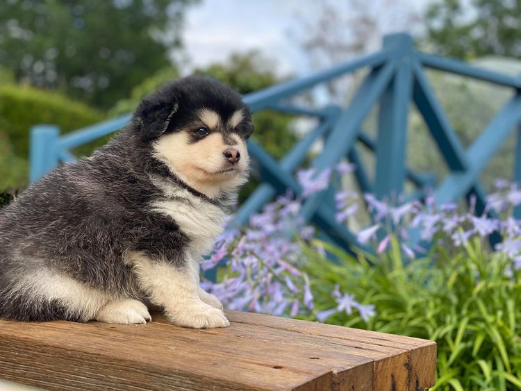 Orical Finnish Lapphunds