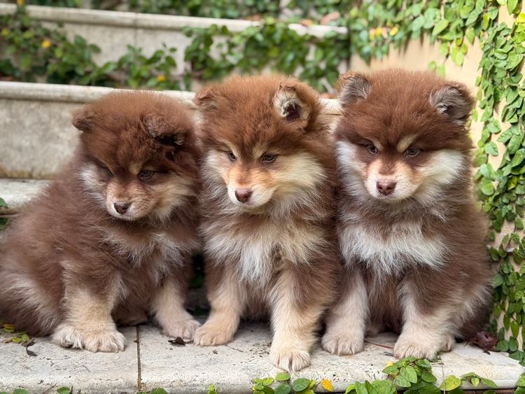 Orical Finnish Lapphunds