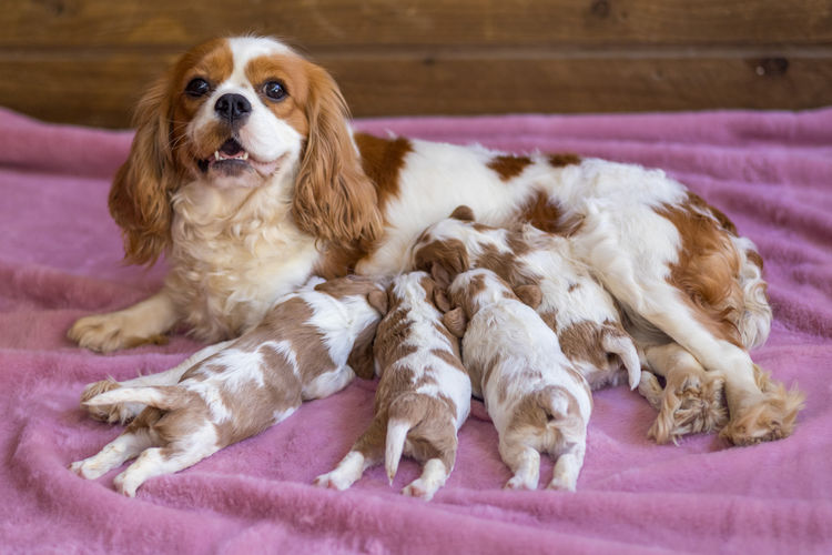 Nachtsang Kennels Cavaliers