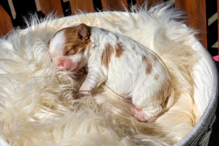 Nachtsang Kennels Cavaliers