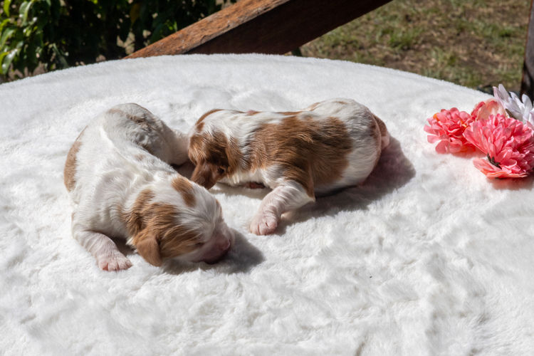 Nachtsang Kennels Cavaliers