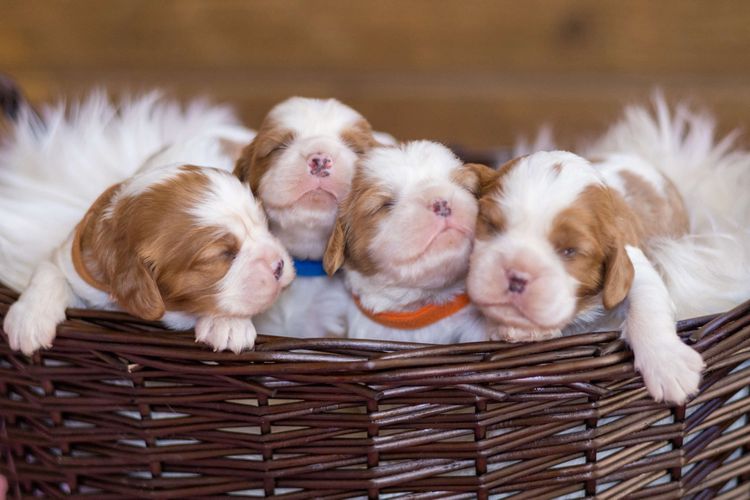 Nachtsang Kennels Cavaliers