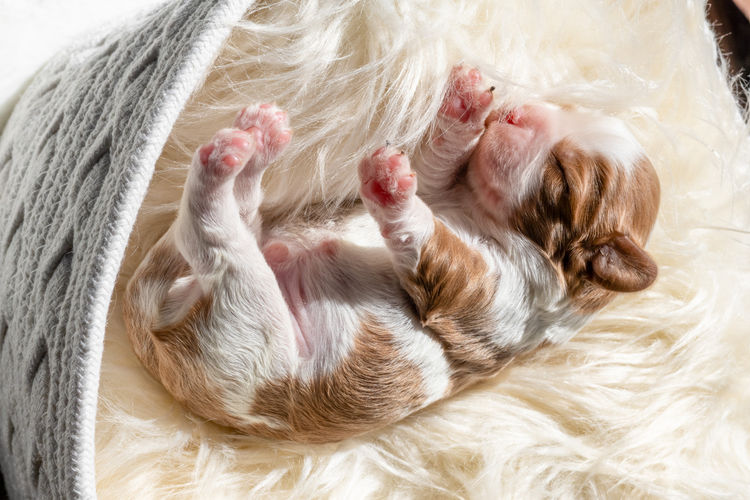 Nachtsang Kennels Cavaliers