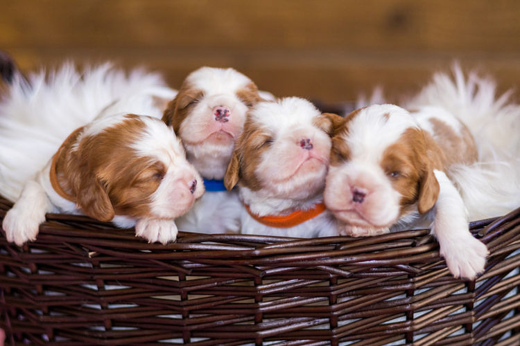 Nachtsang Kennels Cavaliers