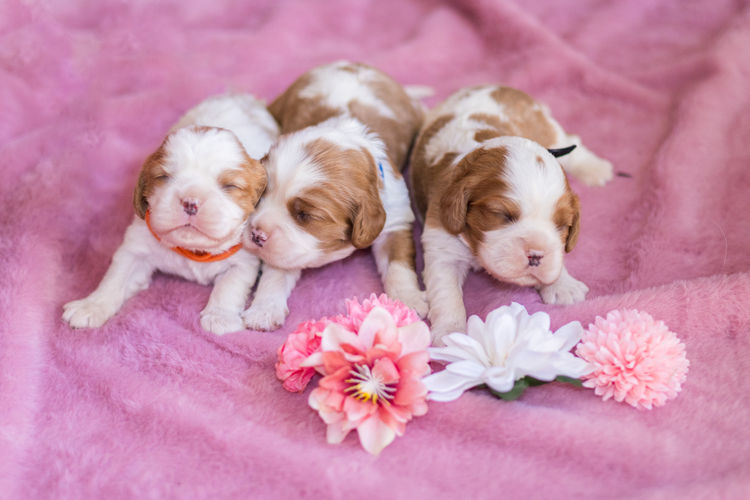 Nachtsang Kennels Cavaliers