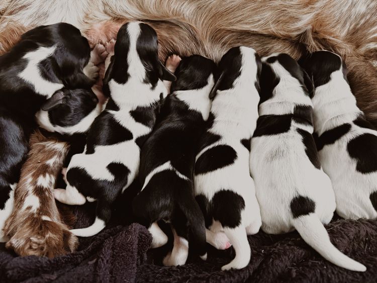 Oak River Cocker Spaniels