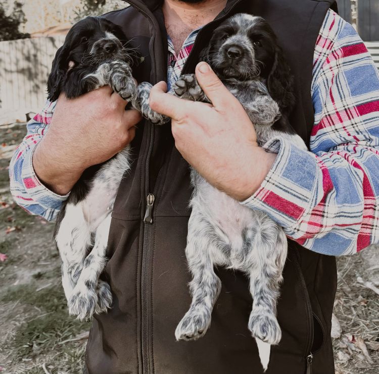 Oak River Cocker Spaniels