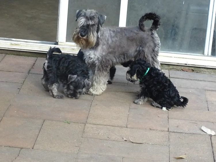 Babetal Miniature Schnauzers
