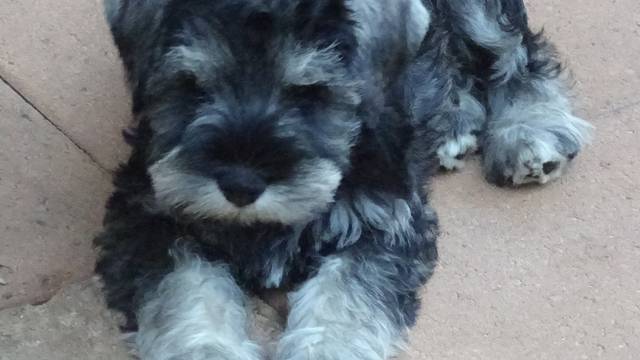 Babetal Miniature Schnauzers