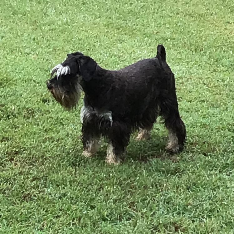 Babetal Miniature Schnauzers