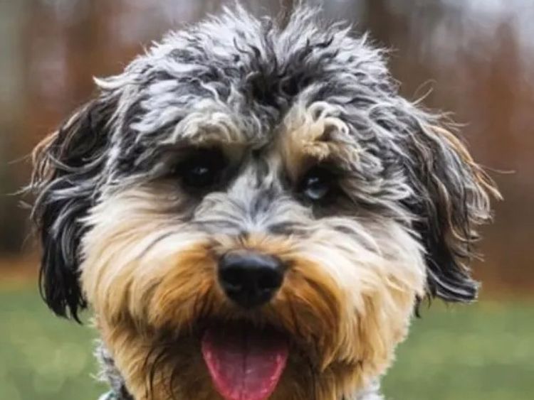 Alkaz Cavoodles