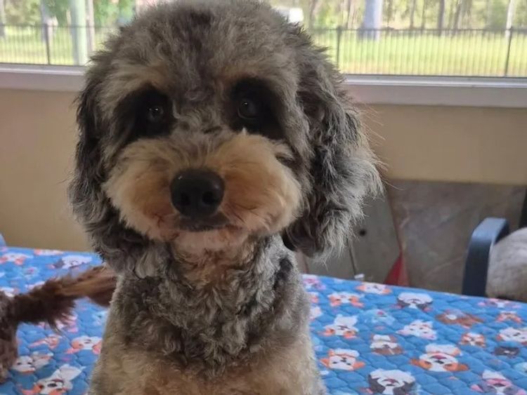 Alkaz Cavoodles