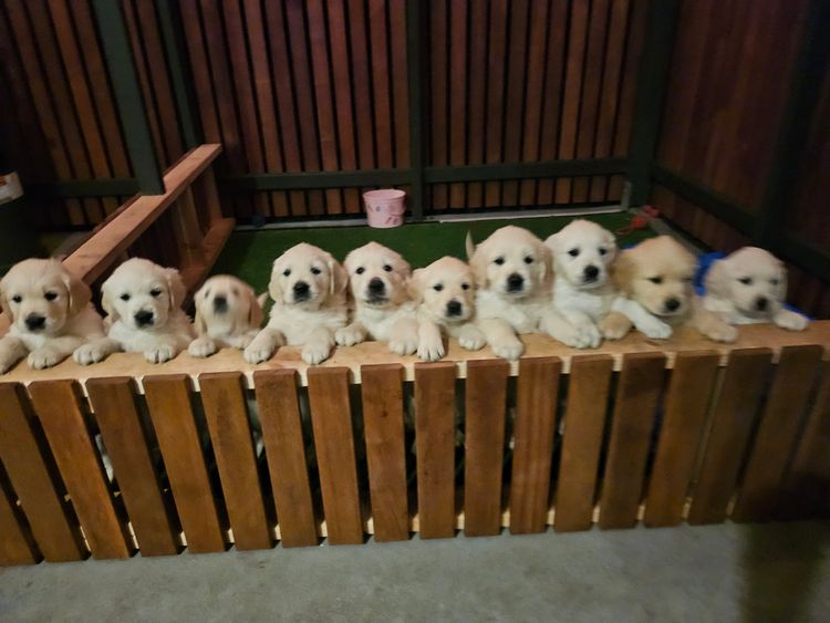 Accadonna Golden Retrievers