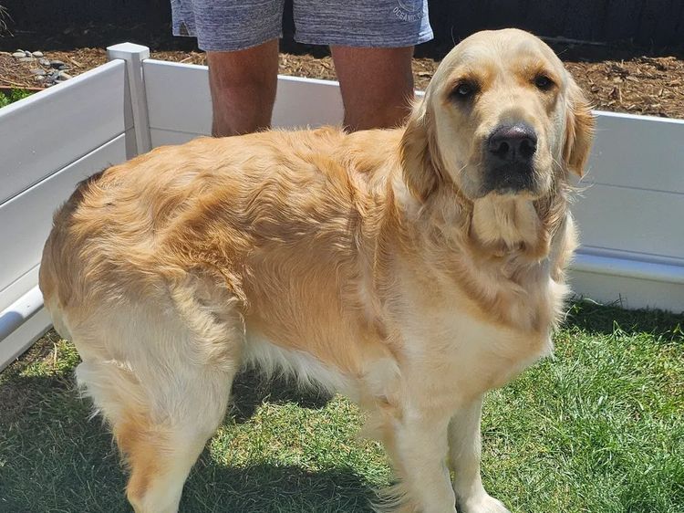 Accadonna Golden Retrievers