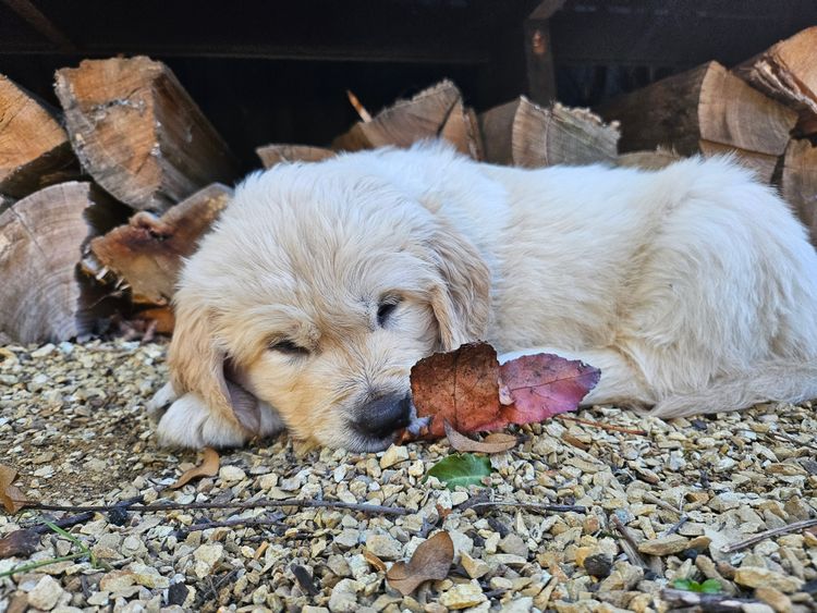 Accadonna Golden Retrievers