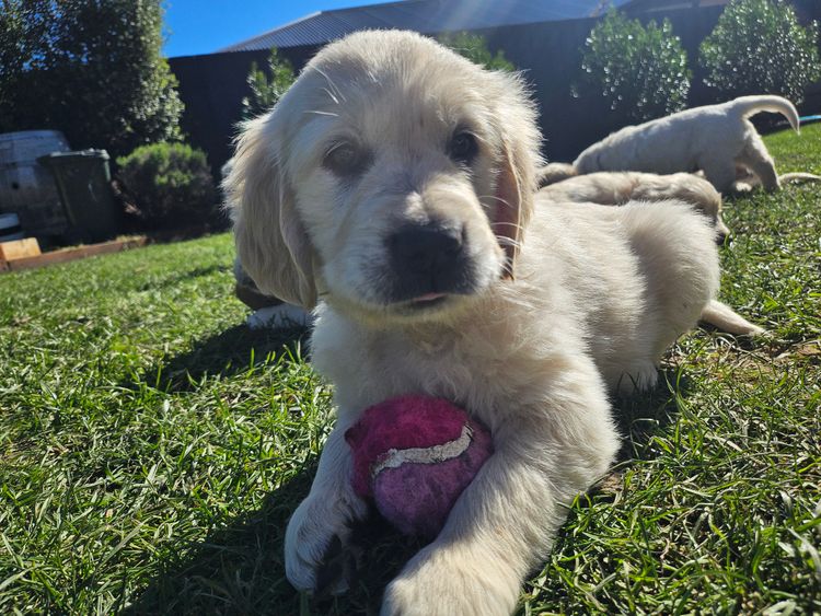 Accadonna Golden Retrievers