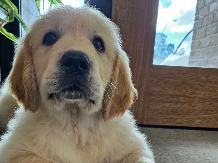 Accadonna Golden Retrievers