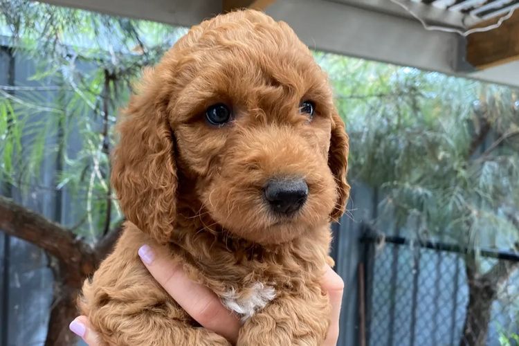 Puna Creek Labradoodles