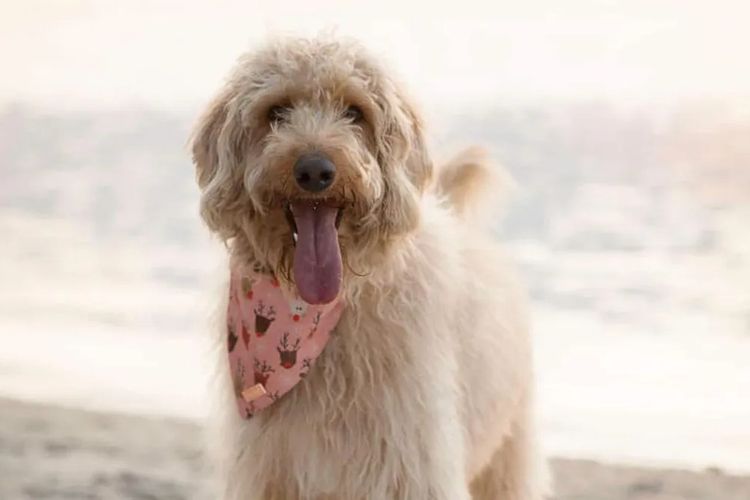 Puna Creek Labradoodles
