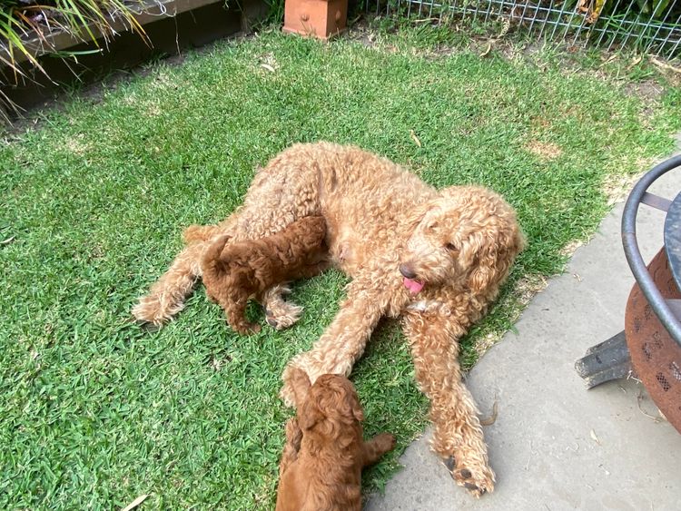 Puna Creek Labradoodles