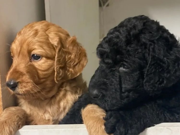 Puna Creek Labradoodles