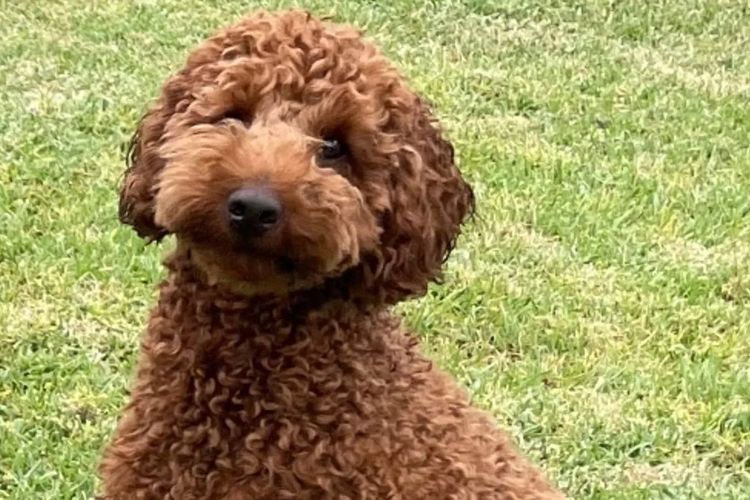 Puna Creek Labradoodles