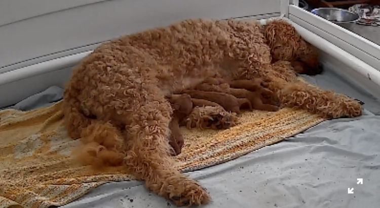 Puna Creek Labradoodles