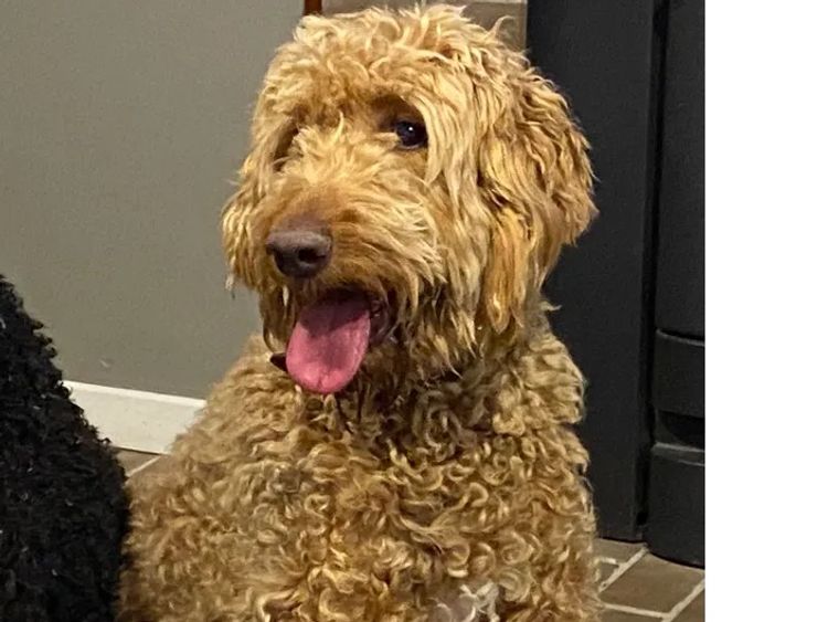 Puna Creek Labradoodles