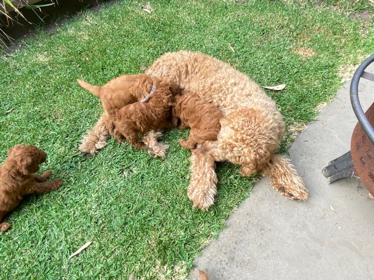 Puna Creek Labradoodles