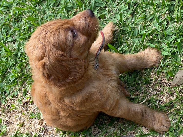 Puna Creek Labradoodles