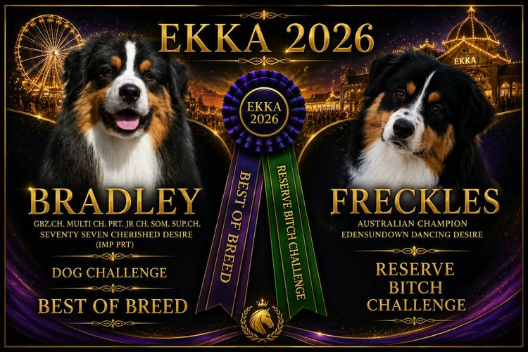 Edensundown Australian Shepherds