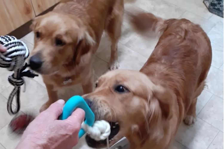 Misty Mountain Golden Retrievers