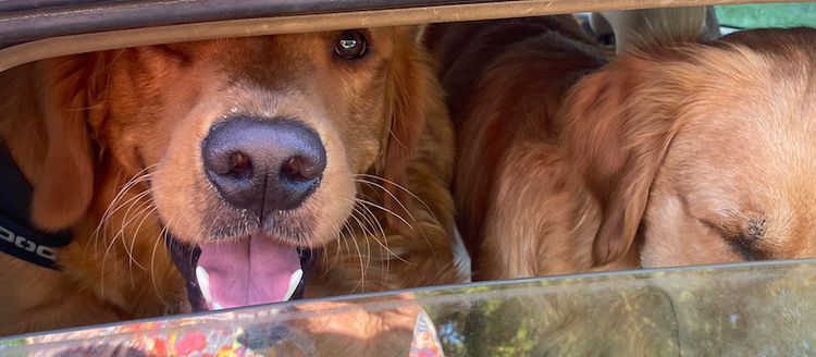 Misty Mountain Golden Retrievers