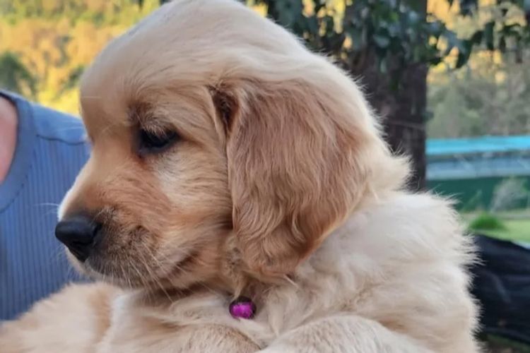 Misty Mountain Golden Retrievers