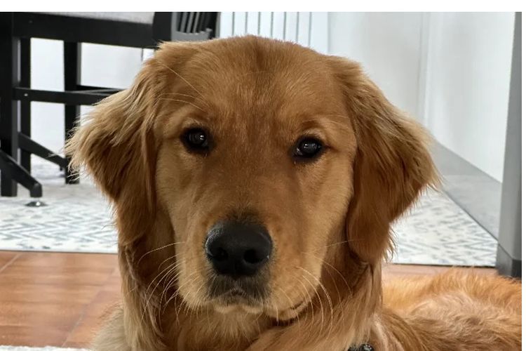 Misty Mountain Golden Retrievers