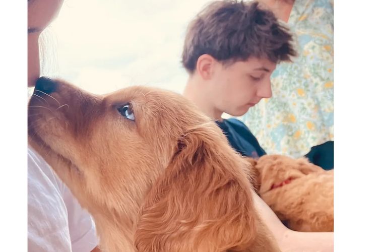 Misty Mountain Golden Retrievers