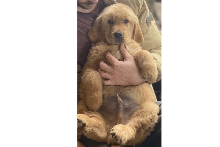 Misty Mountain Golden Retrievers